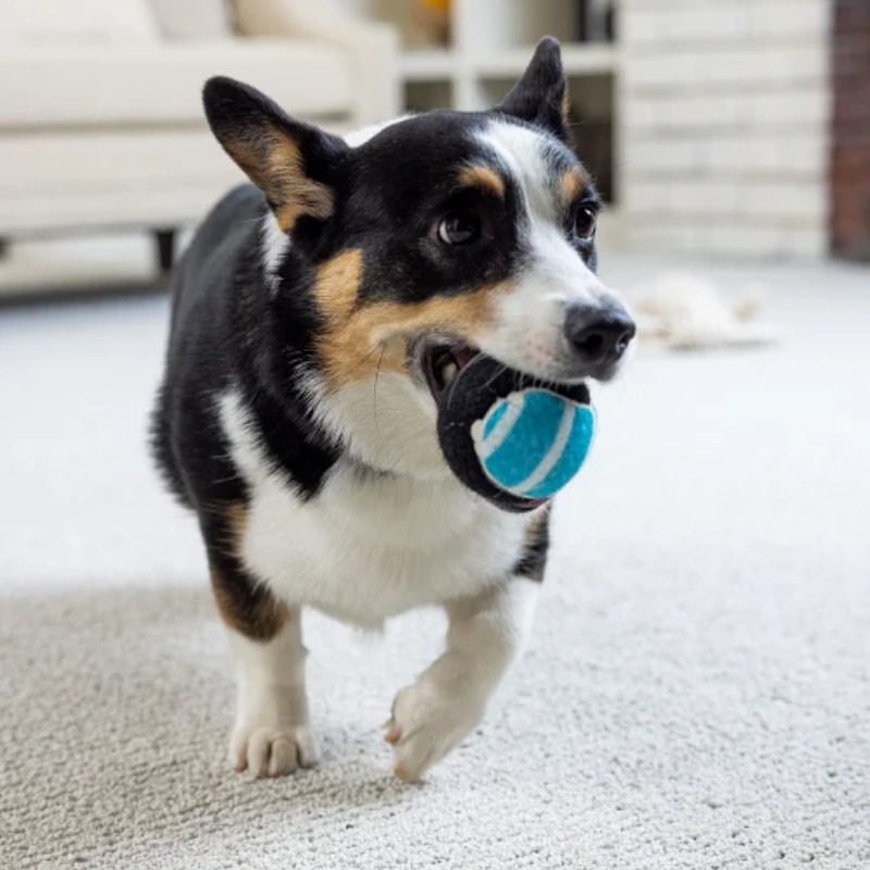 Dog With Ball On Carpet Installed By The Professionals At Factory Carpet Outlet